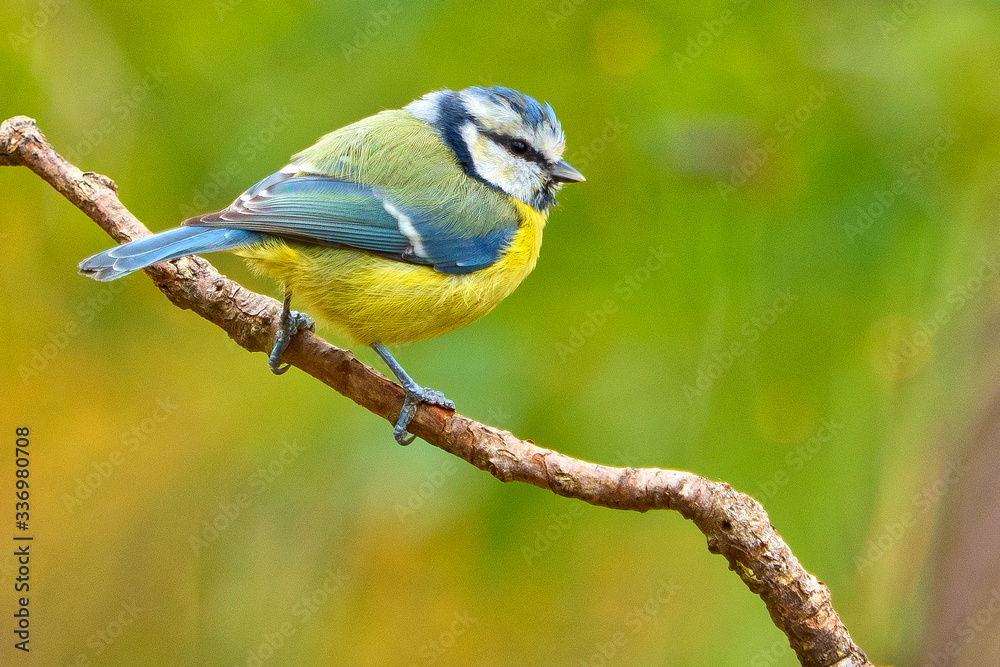 Blue Tit, Parus caeruleus, Herrerillo Común, Castilla y León, Spain, Europe Blue Tit, Parus caeruleus, Herrerillo Común, Castilla y León, Spain, Europe