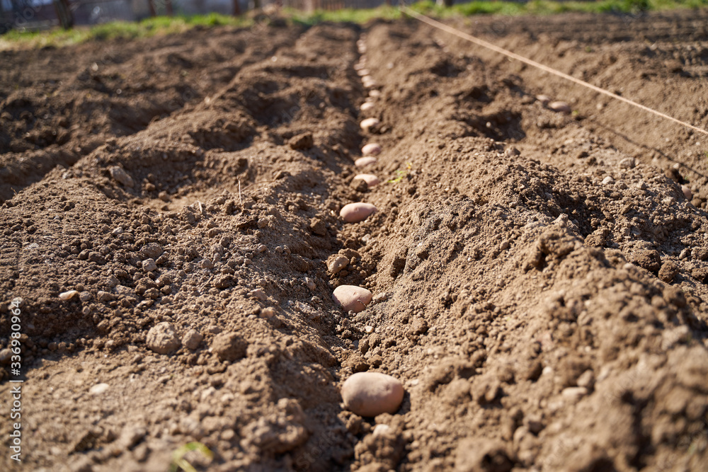 Potatoes sowing in the countryside Potatoes sowing in the countryside