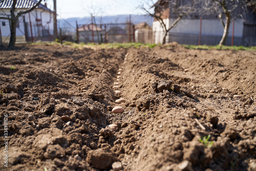 Potatoes sowing in the countryside