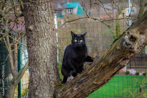 A black cat with green eyes clambering in a tree and posing