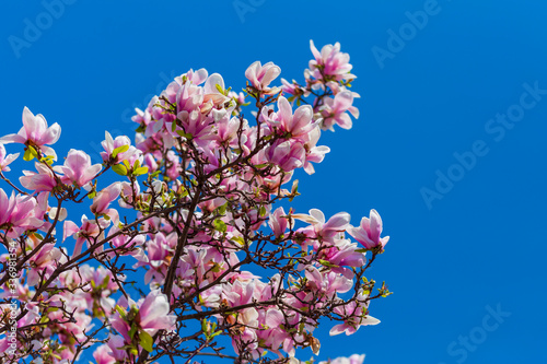 Magnolia branch isolated spring flower blossom. Pink blooming tree elements design. Bloom flowers branch on white  vector magnolia tree blossom  pink petals  buds