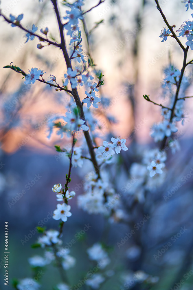 Cherry flowers Cherry flowers