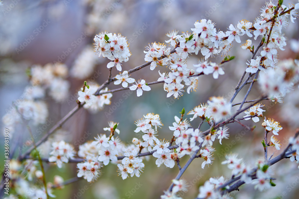 Cherry flowers