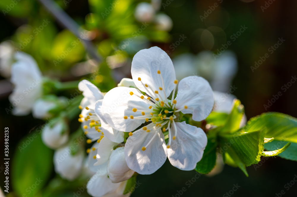 Obraz premium Spring white blossom of sour cherry berry trees in orchard