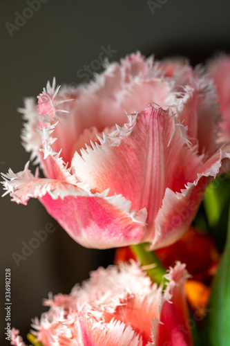 Spring bouquet with licht pink fresh garden tulips