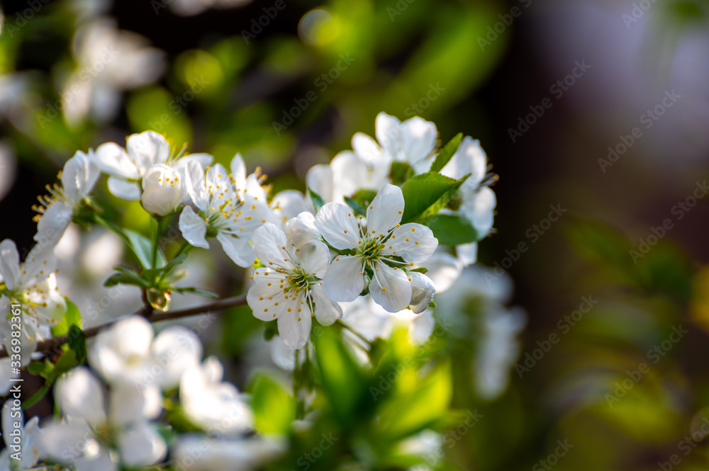 Spring white blossom of sour cherry berry trees in orchard Spring white blossom of sour cherry berry trees in orchard