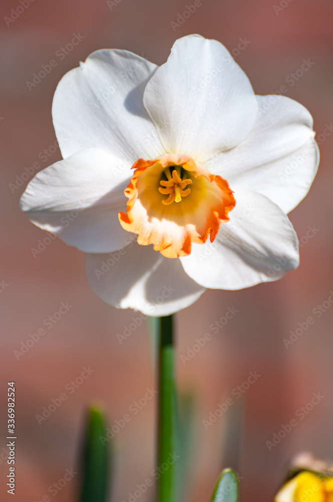 Spring is garden, blossom of big yellow-white daffodils Spring is garden, blossom of big yellow-white daffodils