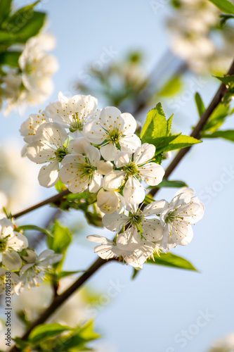 Spring white blossom of sour cherry berry trees in orchard