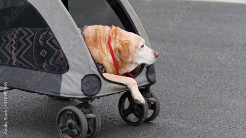Aged Labrador Retriever travel in pet cart, old dog in clothes.