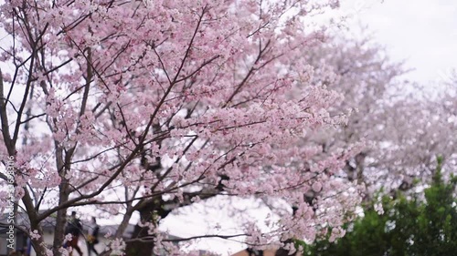 桜と公園
