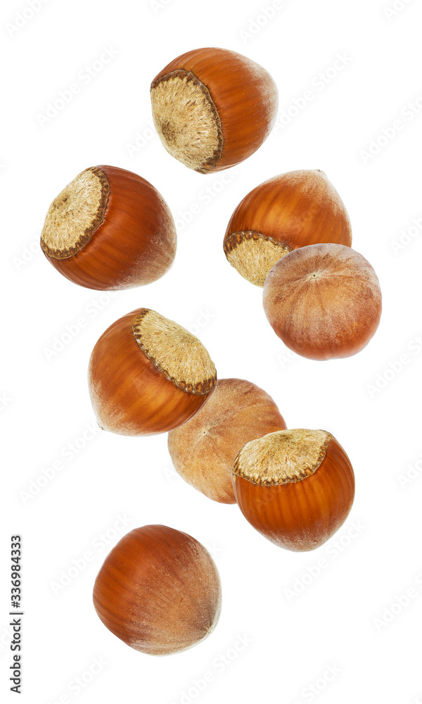 Falling hazelnut isolated on white background. Fresh hazelnuts in their shells. Falling hazelnut isolated on white background. Fresh hazelnuts in their shells.