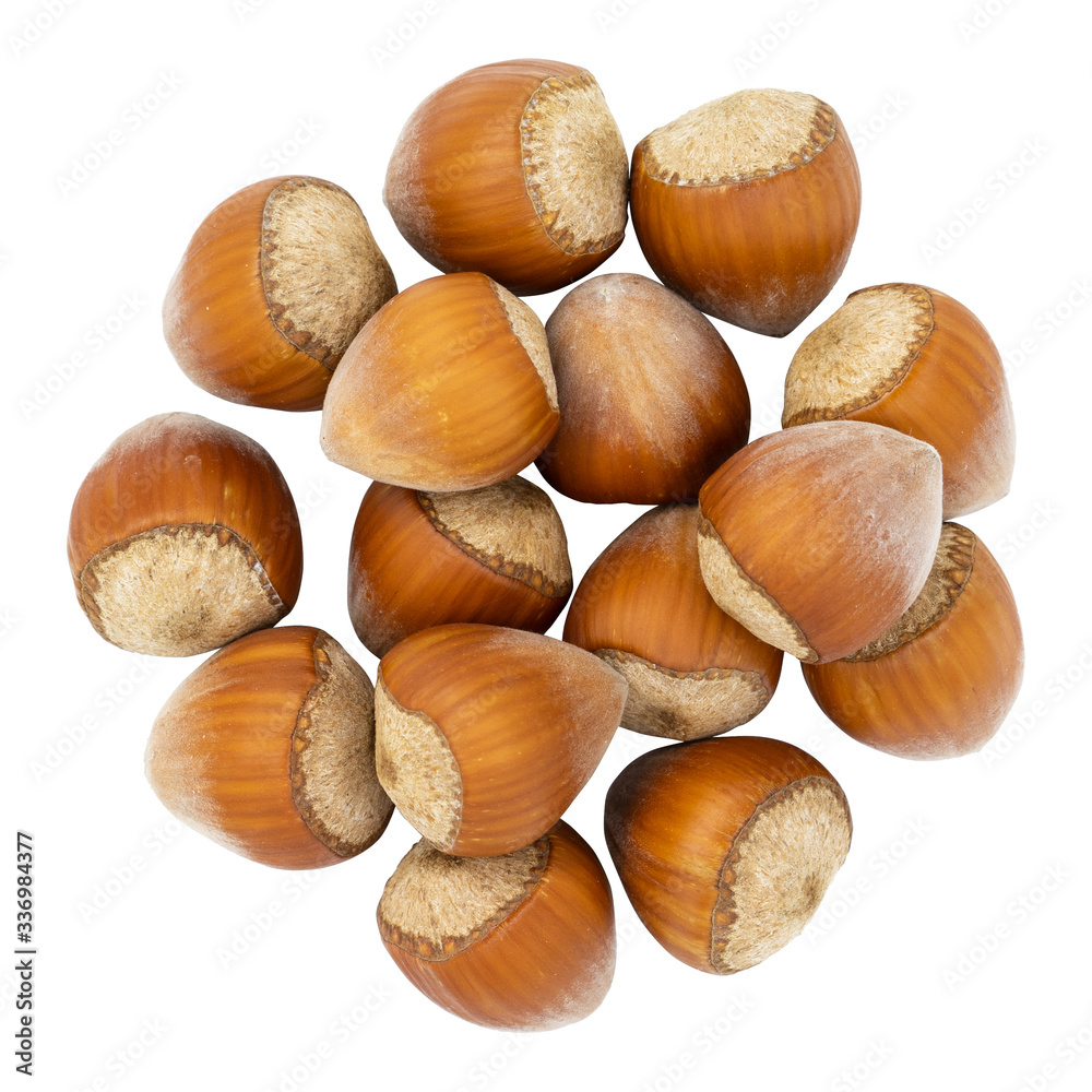 Top view of hazelnuts isolated on white background. Fresh hazelnuts in their shells. Top view of hazelnuts isolated on white background. Fresh hazelnuts in their shells.