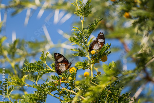 Photography Butterfly sitting on the yellow flowers a Sweet Thorn or Acacia karoo tree