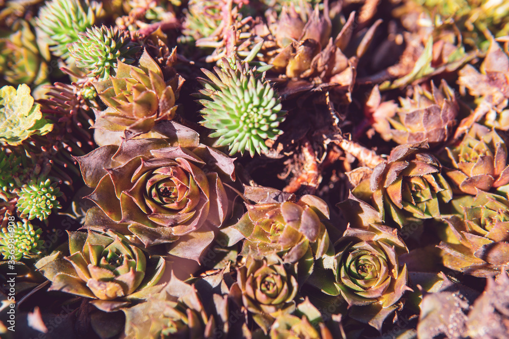 Sempervivum houseleeks hens and chicks close up view. Pattern made of low growing succulent plants, green and purple color. Sunny day, spring plant background. Sempervivum houseleeks hens and chicks close up view. Pattern made of low growing succulent plants, green and purple color. Sunny day, spring plant background.