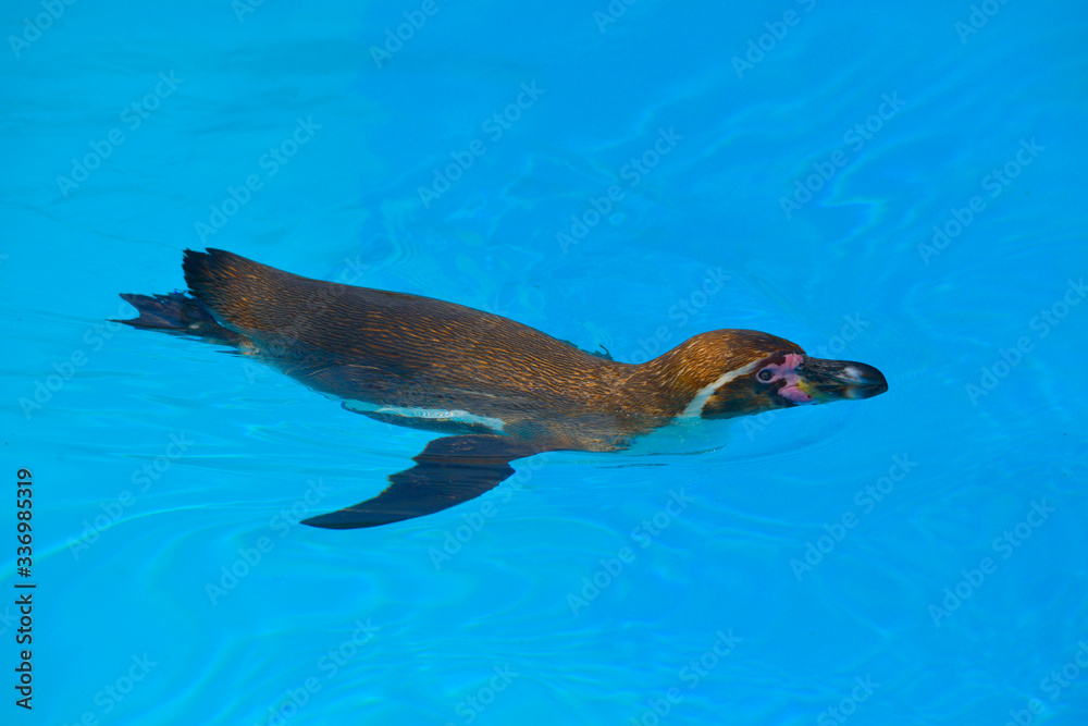 Humboldt penguin (Spheniscus humboldti) swimming on blue water viewed from above Humboldt penguin (Spheniscus humboldti) swimming on blue water viewed from above