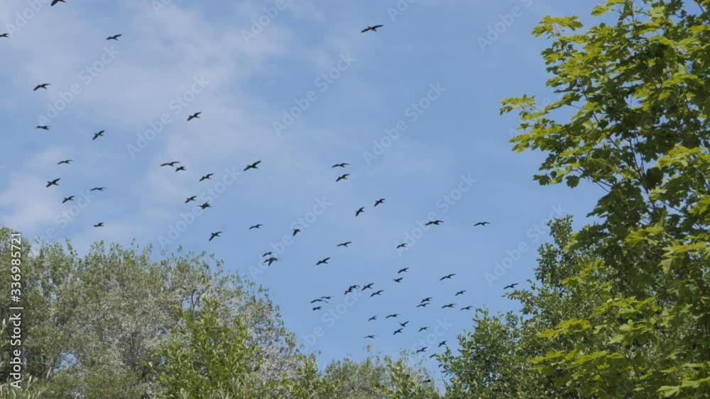 Flock of geese flying in an imperfect formation. Slow motion. Birds Geese flying in formation, Blue sky background. Migrating Greater birds flying in Formation . Big Flock of birds. Flock of geese flying in an imperfect formation. Slow motion. Birds Geese flying in formation, Blue sky background. Migrating Greater birds flying in Formation . Big Flock of birds.