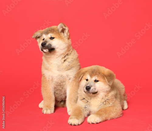 Cute Akita Inu puppies on red background. Baby animals © New Africa