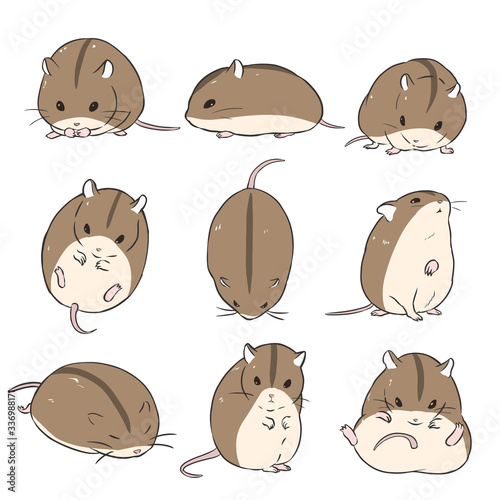 チャイニーズハムスター