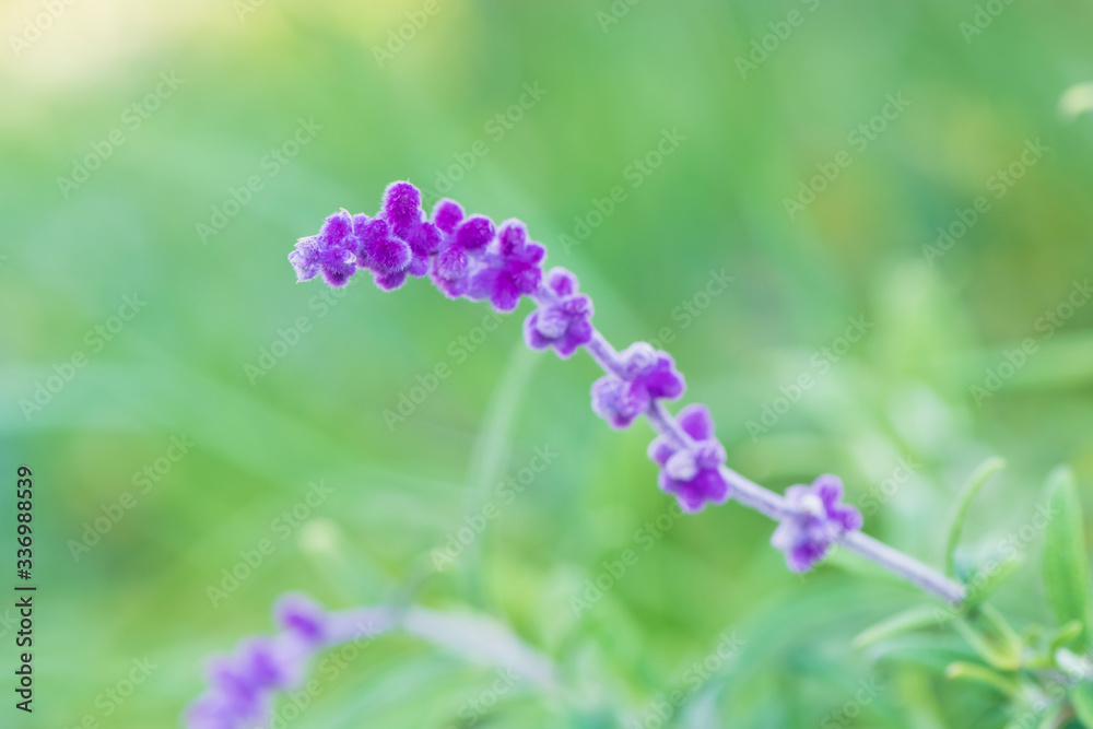 春に咲く紫の花 春に咲く紫の花