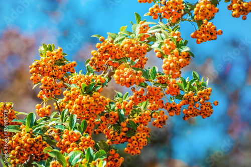 Yellow berries of shrubby Pyracantha coccinea (Orange Charmer)