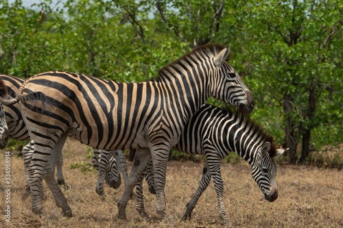 Mum and son zebras on the savanna.