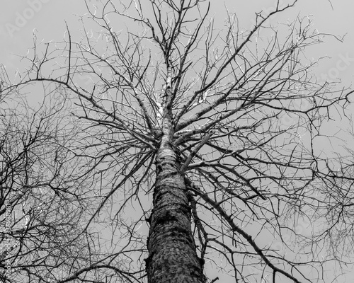 Tablou pe pânză Bare branchy crone of tree in black and white color