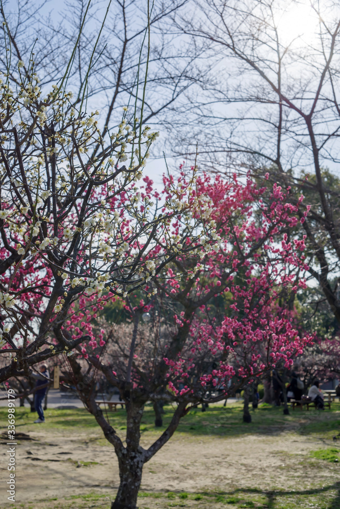 Naklejka premium 梅園の風景