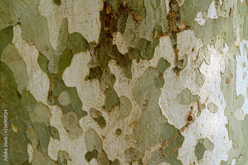 Amazing Camouflage pattern of Sycamore Tree Bark for Background or Banner