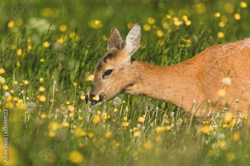 deer in the grass