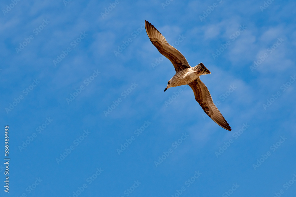 Seagull flying with blue sky background Seagull flying with blue sky background