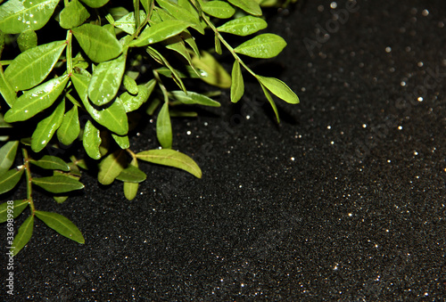 Branches with leaves on a black background with dew drops.