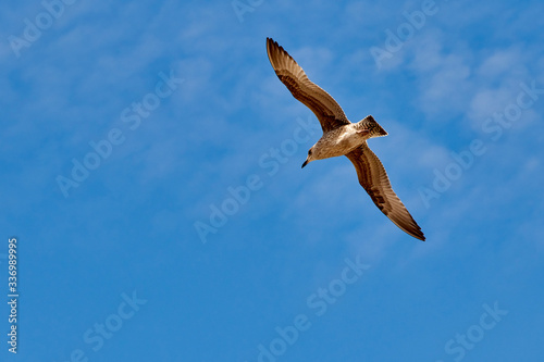 Seagull flying with blue sky background