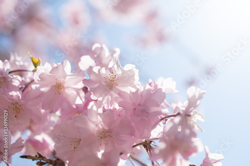 満開の八重桜 © yu-ki_d7500