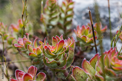 Vibrant branches of a Crassula, small succulent fynbos plant (C. dejecta) photo