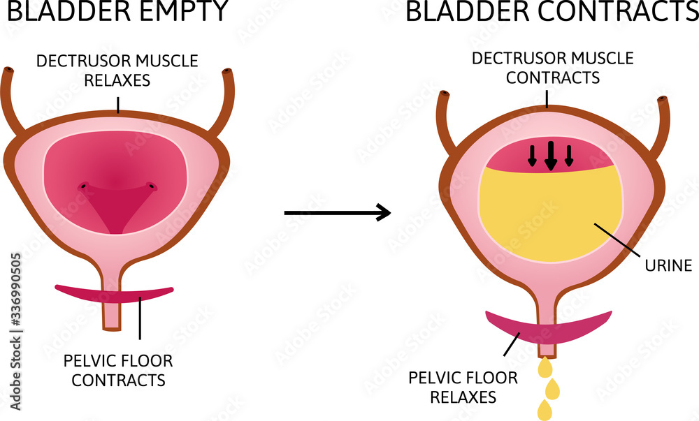 How The Bladder Works. the bladder muscles contract while the sphincter