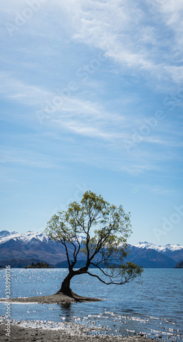 Stunning image of the famous Wanaka tree with the snowy Mount Cook in the background taken on a sunny winter day, New Zealand