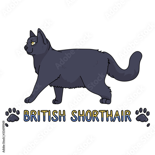 Cute cartoon British shorthair cat with text vector clipart. Pedigree kitty breed for cat lovers. Purebred domestic kitten for pet parlor illustration mascot. Isolated feline housecat. EPS 10.