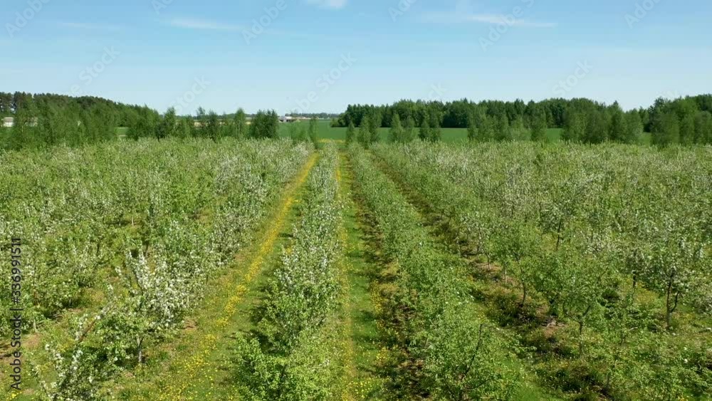 Aerial View Apple Cherry Garden Blooming With White Flowers On Sunny Spring Day Aerial View Apple Cherry Garden Blooming With White Flowers On Sunny Spring Day