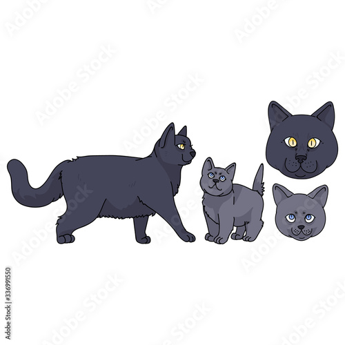Cute cartoon British shorthair cat and kitten with face vector clipart. Pedigree kitty breed for cat lovers. Purebred domestic kitten for pet parlor illustration mascot. Isolated feline.. EPS 10.