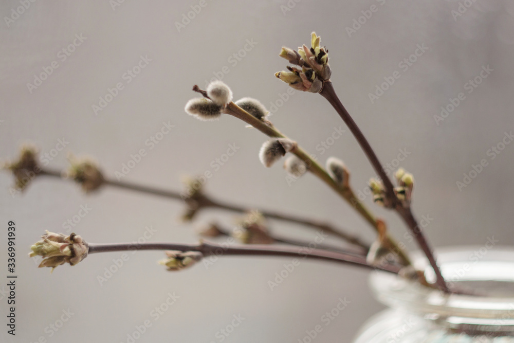 Branches with buds close-up in a glass vase with a beautiful light. A Bud on a branch in the spring, a kidney on a branch in the spring, a bouquet in the morning. Branches with buds close-up in a glass vase with a beautiful light. A Bud on a branch in the spring, a kidney on a branch in the spring, a bouquet in the morning.