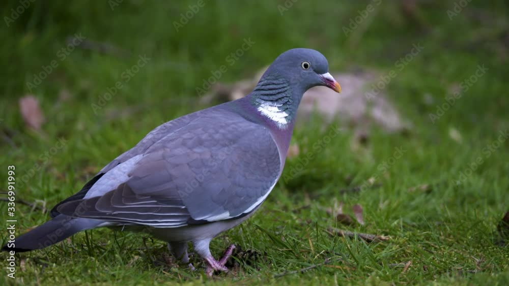 A wood pigeon looking for food. Close up shot. A wood pigeon looking for food. Close up shot.