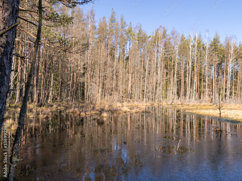 sunny spring morning landscape with swamp lake