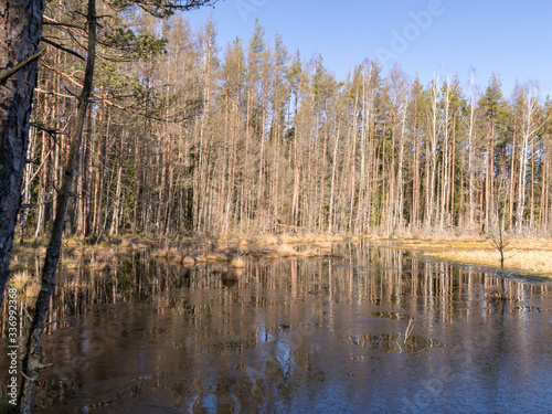 sunny spring morning landscape with swamp lake