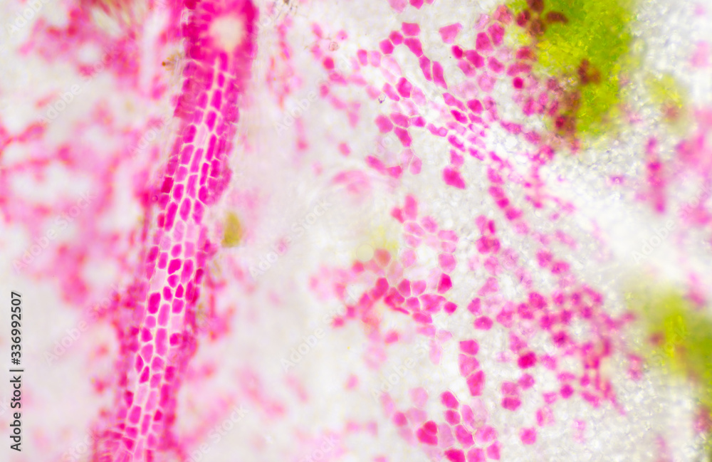 Blur texture of plants cells.