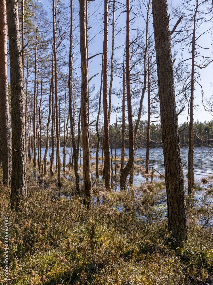 bog landscape with tree trunks in water bog landscape with tree trunks in water