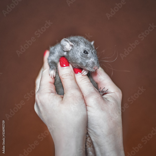 a beautiful gray rat is sitting on his hands. Decorative rat. A charming pet.