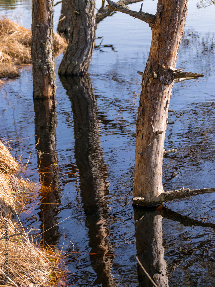 bog landscape with tree trunks in water