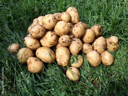 Potatoes are lying in a pile on the green grass.
