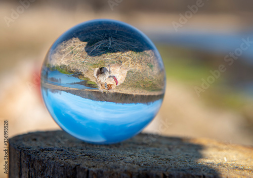 An inverted image of a dog in a glass ball standing on a stump. Selective focus.