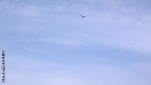 Kestrel hovering in the sky falcon bird 4K photo